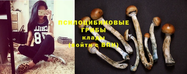 стаф Арсеньев